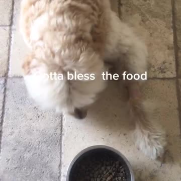 Blessing the kibble
