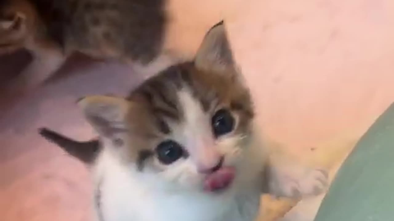 Cute cat video