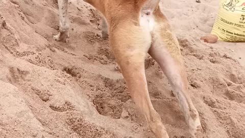 Dog on sand