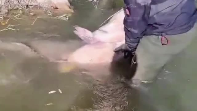 PEIXE GIGANTE