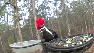 Pileated scares flicker