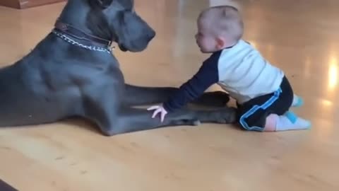 funny dog with child