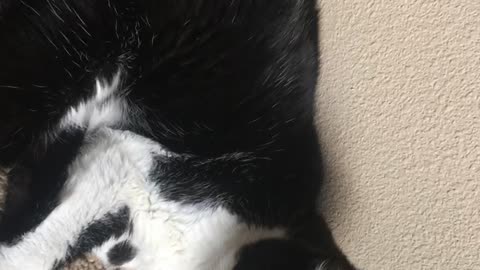 Black cat meowing while on ground