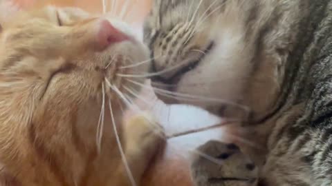 When Cats Fall in Love #12