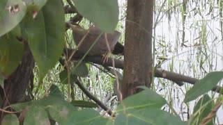 YELLOW-BILLED BABBLER