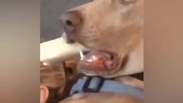 Pranked my dog