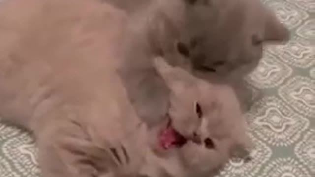 😲 Funny and Cute Cats