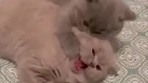 😲 Funny and Cute Cats