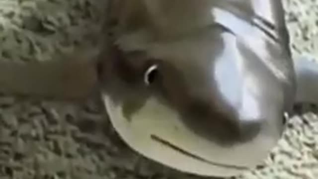 Animals 😱