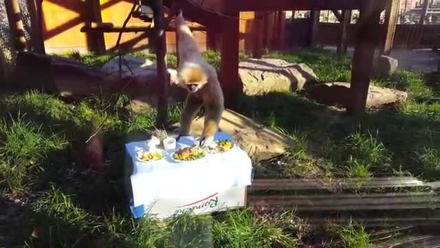 cute gibbons playing and climbing video