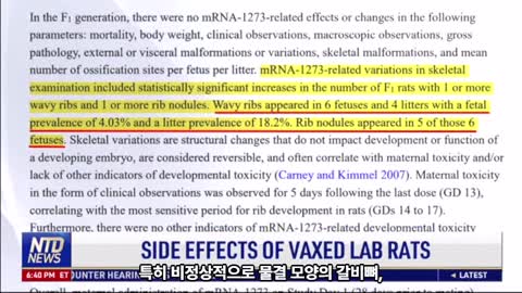 Judicial Watch Show에서 입수한 새로운 보고서 Vaxxed Lab 쥐 자손이 갈비뼈를 변형시켰습니다