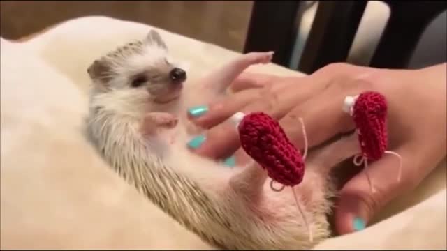 Cute hedgehog