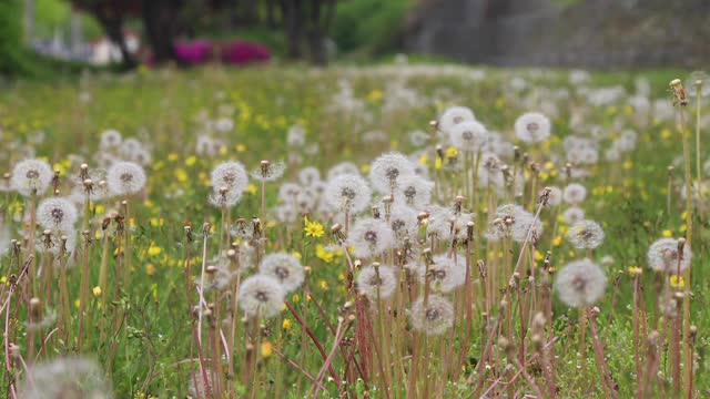 These are dandelion flowers. It's like the wind is blowing. Isn't it pretty?