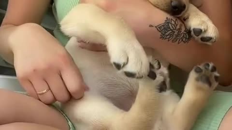 Belly Scratches Dog Video