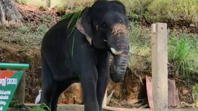 Baby Elephant Playing -India, Kerala