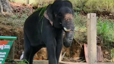 Baby Elephant Playing -India, Kerala