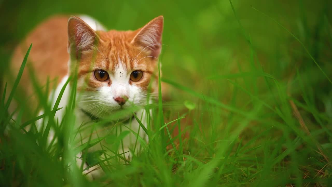 White cat lying among the grasses seen up close