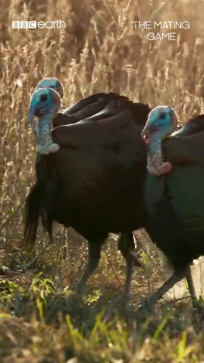 *Adjusts cowboy hat* “there’s only room for three turkeys in this town”