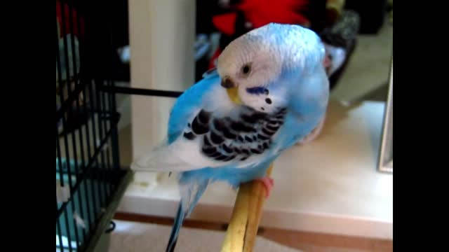 Parakeet Wants To Sleep