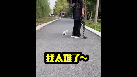 funny animal videos有趣的动物视频（1）