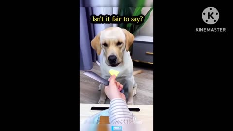 Dogs funny video