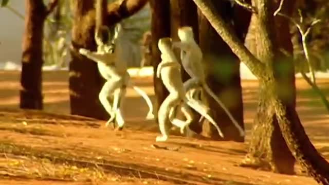 little monkey jumping