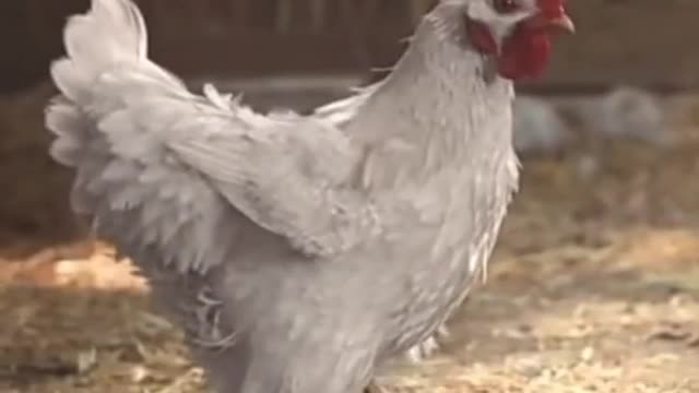 Funny chicken video