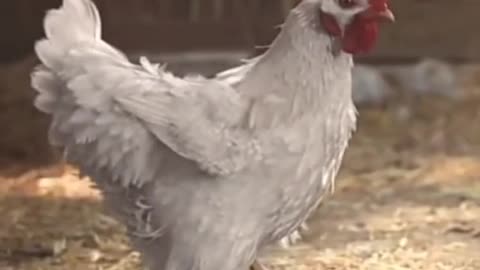 Funny chicken video