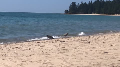 Seagull At Lake Michigan