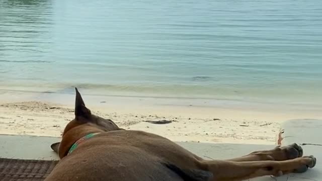 A relaxed dog sleeping on the beach is so funny