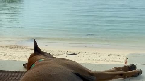 A relaxed dog sleeping on the beach is so funny