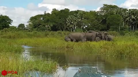 Elephant Vs Crocodile