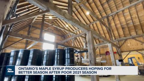 Looking ahead to the 2022 Ontario maple syrup season- NEWS OF WORLD