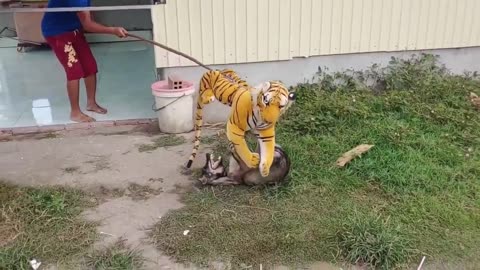 Fake Tiger Prank with Dog 🐕 🐅 || Funny Video || prank Video || Comedy video ||