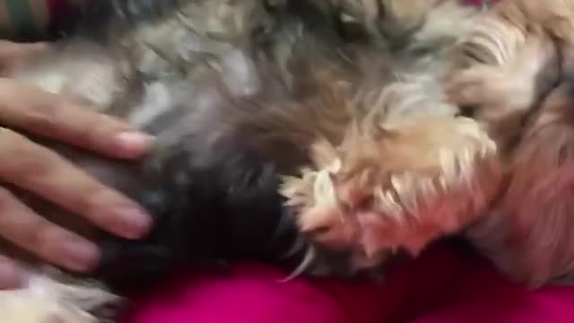 Cachorros e gatos fazendo coisas engracadas