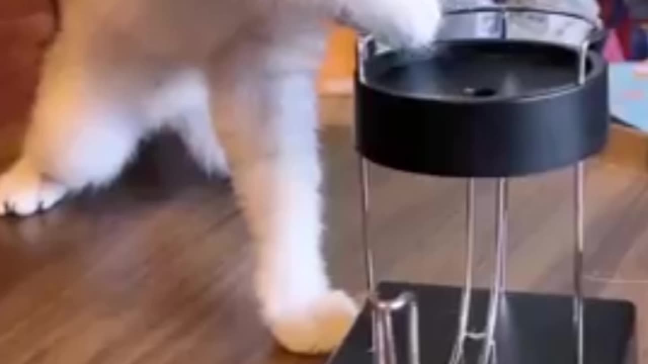 Animal injoy and fun
