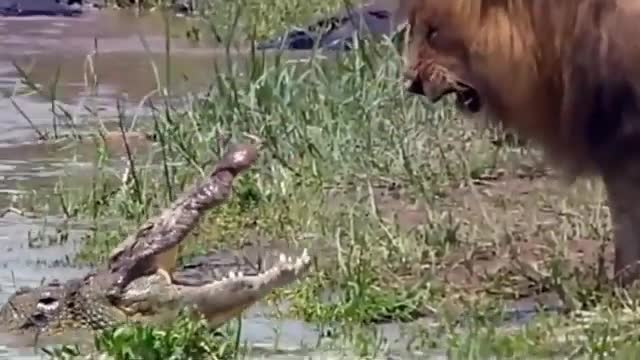 Animals Videos Animal Edm