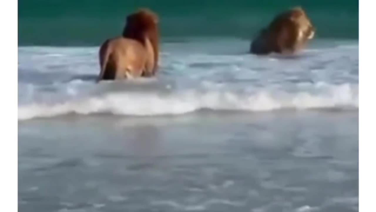 Lions are playing in the ocean