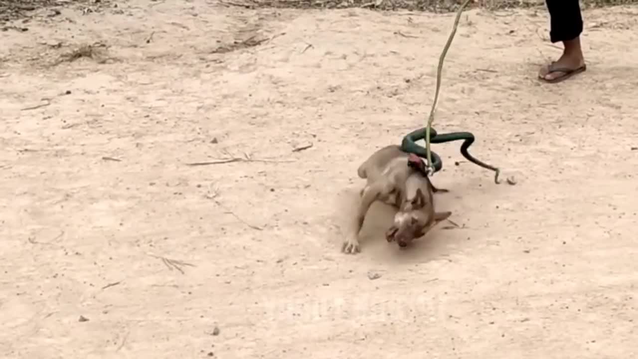 Troll Prank Dog Funny & fake Lion and Fake Tiger Prank To dog ,Huge Box Prank to dog | Ep46_Troll