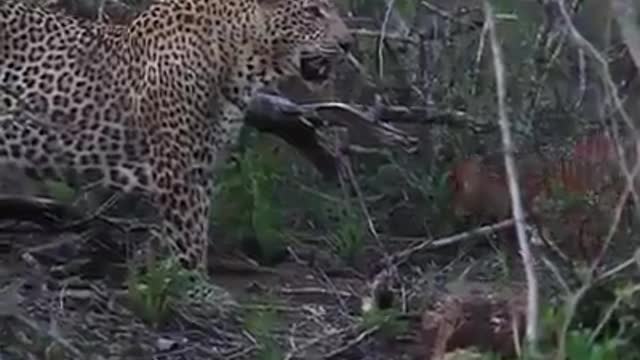 Rare & Wonderful 😱 Unbelievable Friendship of a Leopard & a Deer Calf🖤