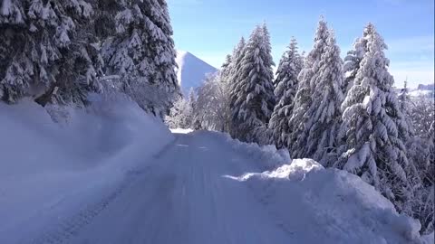 forest in winter, a trip by car