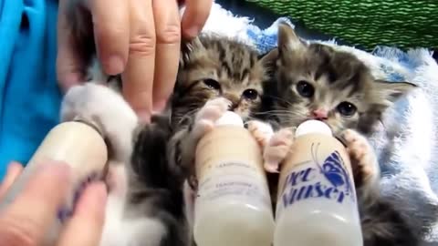 Little kittens, cuties suck milk!