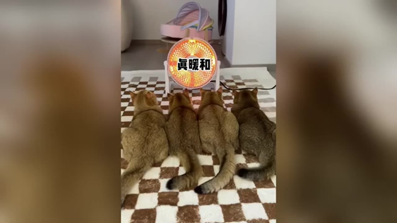 Funny cat video