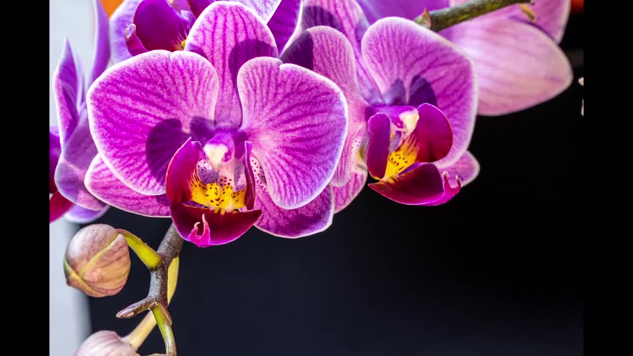 Orchid Flowers