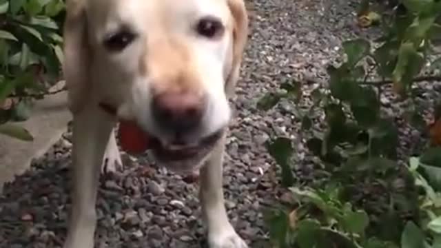 Dog Picks a Tomato From The Garden