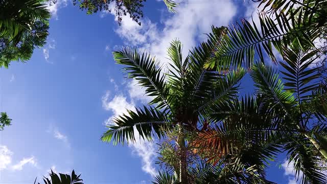 The beauty of the palm trees