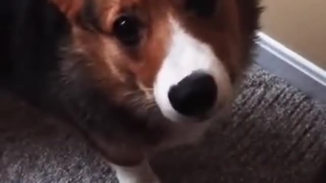 Corgi Hiccup