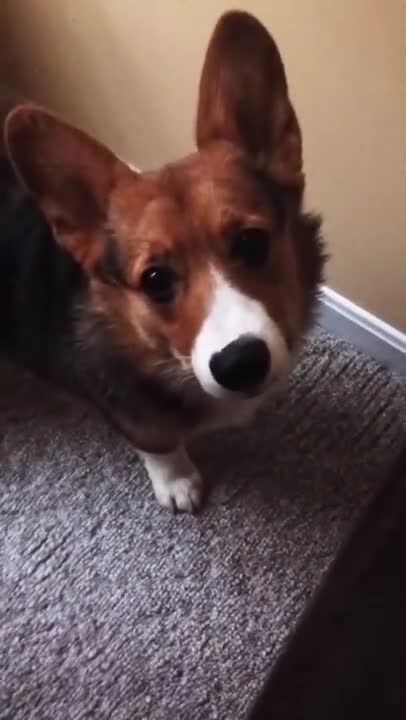 Corgi Hiccup