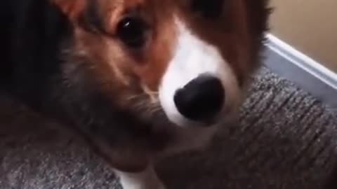 Corgi Hiccup