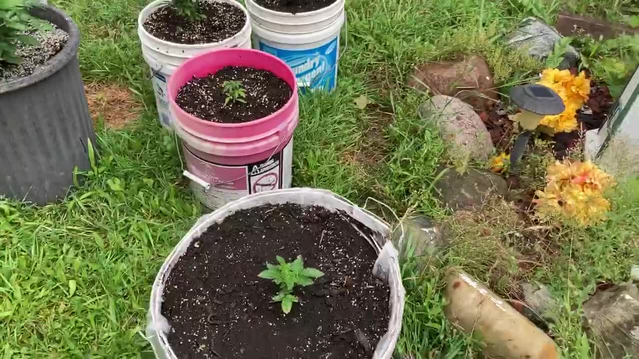 Trump marijuana victory garden July 13, 2021